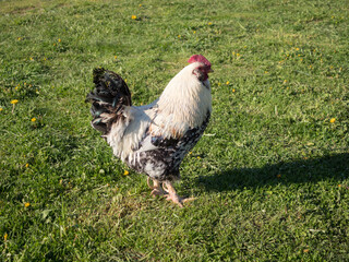 portrait of a rooster