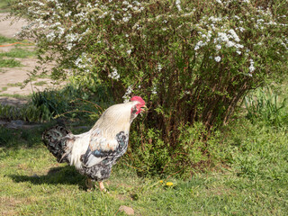 rooster under a spirea bush