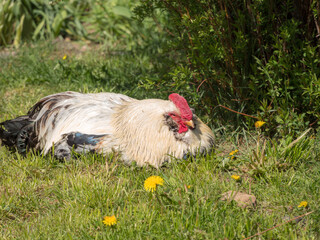 rooster lies on the grass