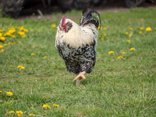 rooster on the green grass in spring