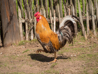 brown rooster on a sunny day