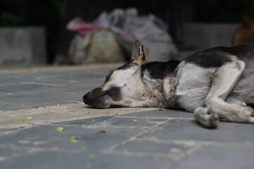 Naklejka na ściany i meble Stray dog sleeping in the park, homeless dog sleeping