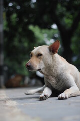 Abandoned dog sitting in the park, Homeless stray dog