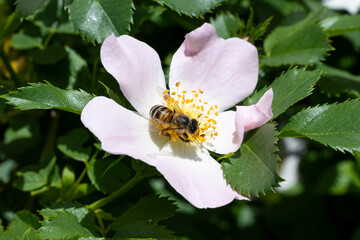 Honey bee worker collecting pollen from blossom of pink wild rose. Selected focus.