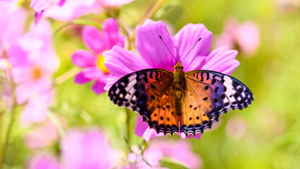 Fototapeta na wymiar 蝶々(ツマグロヒョウモン・タテハチョウ科) 「美しい秋桜花」 Butterfly (Indian Fritillary, Nymphalidae) 