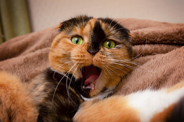 Multicolored cat with an open mouth