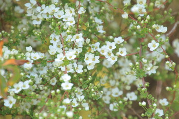 満開の雪柳の小さな花
