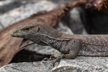 The monitor lizard froze on a large stone