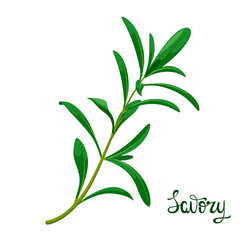 A sprig of savory on a white background. Herbs. Wind illustration,
