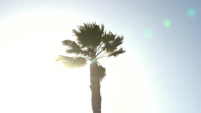 Palm tree against a backdrop of sunny sky