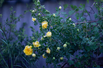 yellow rose