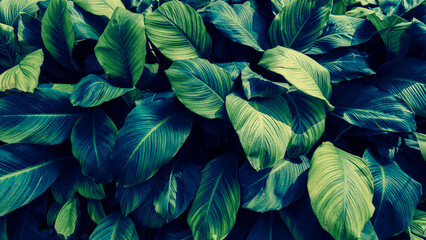 blue tropical foliage, dark nature background