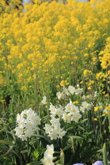 満開の水仙と菜の花