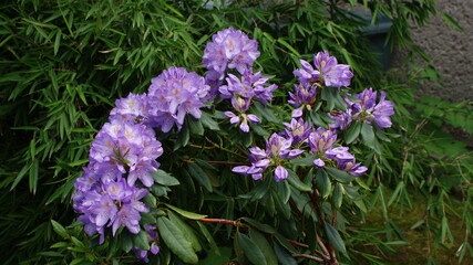 blume, blume, natur, garden, pink, pflanze, lila, frühling, blühen, sommer, flora, aufblühen, schönheit, farbe, pflanze, floral, veilchen, blatt, schön, bunt, jahreszeit, feld