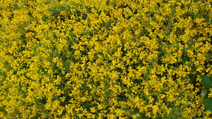 Ginster, blume, blume, natur, garden, pink, pflanze, lila, frühling, blühen, sommer, flora, aufblühen, schönheit, farbe, pflanze, floral, veilchen, blatt, schön, bunt, jahreszeit, feld