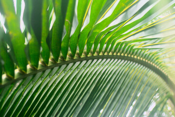 Close up of coconut leaf background