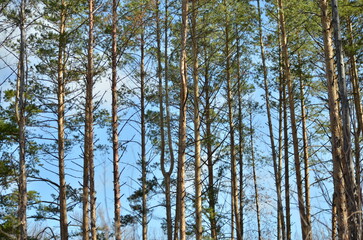 pine trees against the blue sky