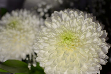 chrysanthemum bowl white close-up
