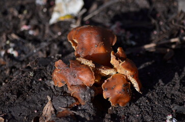 mushrooms of honey mushrooms on the ground