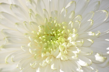 chrysanthemum bowl white close-up
