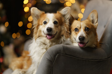 Two Welsh Corgi Pembroke dogs pose in front of a Christmas scene, Bokeh