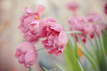 Flowers- soft focus effect. Depth of field