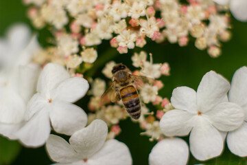 bee on flower