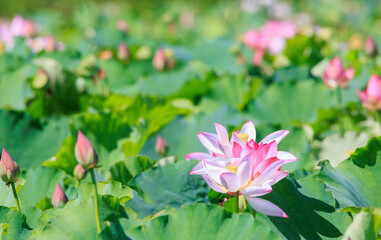 Obraz premium 池を覆い尽くす蓮の花