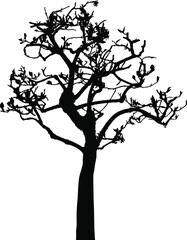 Obraz premium Vector silhouette of tree. Isolated eps 10.