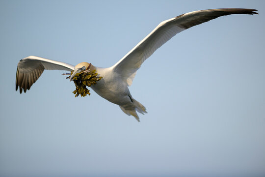 Northern gannet (Morus bassanus) in flight