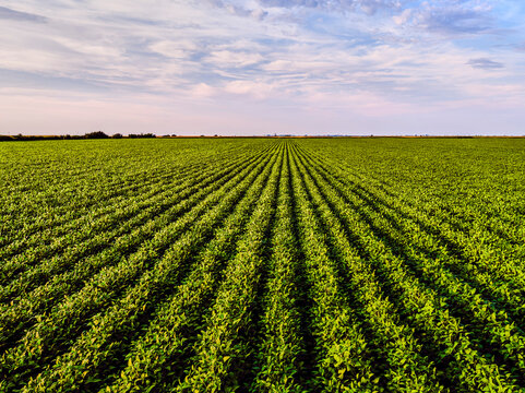 Drone view of vast soybean field
