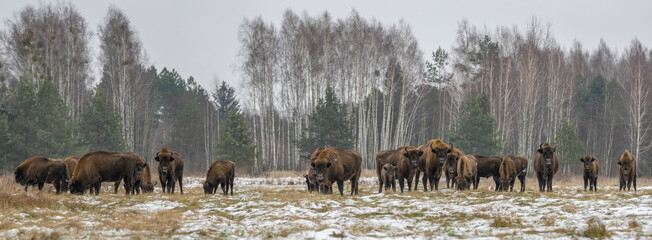 Poland, Podlaskie Voivodeship, European bison (Bison bonasus) in Bialowieza Forest