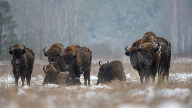 Poland, Podlaskie Voivodeship, European bison (Bison bonasus) in Bialowieza Forest