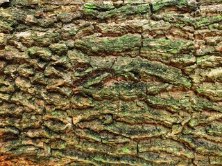 tree bark texture