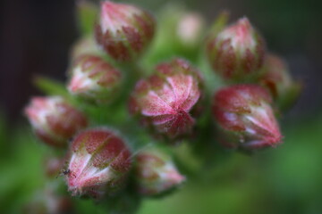 Sempervivum arachnoideum LEMON BABIES 2008 Volkmar Schara
