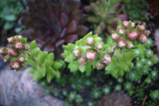 Sempervivum arachnoideum LEMON BABIES 2008 Volkmar Schara