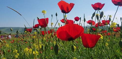 Obraz premium Red poppy field with wth blue sky backgroung