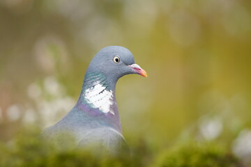 Columba palumbus. Close up portrait of a Common wood pigeon. 