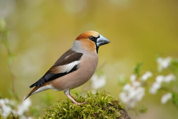 Portrait of a hawfinch male. (Coccothraustes coccothraustes) Wildlife scene from nature.