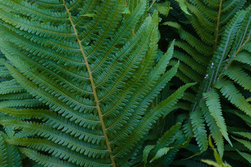 Fototapeta premium Large fern leaf in the shade of the garden