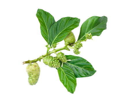 Noni fruits or Morinda citrifolia (indian mulberry, cheese fruit) with green leaves on branch tree isolated on white background. 