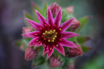 Sempervivum BROAD PEAK 2007 André Smits  © Perovskia