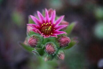 Obraz premium Sempervivum BROAD PEAK 2007 André Smits 