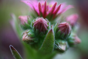 Sempervivum BROAD PEAK 2007 André Smits 