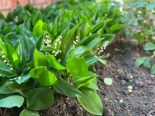 Closeup of lily of the valley growing in the garden. Fresh leaves and blooming flowers of convallaria majalis, or May bells, in the garden soil. Lilly of the field. Ladder to heaven. Liriconfancy