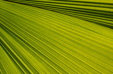 Obraz premium Close-up of Licuala grandis palm leaves. Natural background of green leaves with fan-shaped and striped line patterns in the tropical garden.