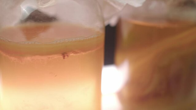 Three different stages of SCOBY bacteria culture growth inside glass jars.