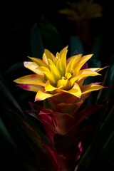 Close-up of yellow-red Bromeliads flowers blooming in the tropical garden with natural sunlight on a dark background. (Bromeliaceae)