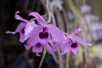 Close-up of Dendrobium Anosmum, purple orchid flowers bouquet blooms in the natural soft light.