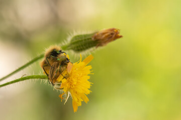 Fototapeta premium Eulasia nitidicollis glaphyrid beetles mating on top of a flower. Macro photo. 